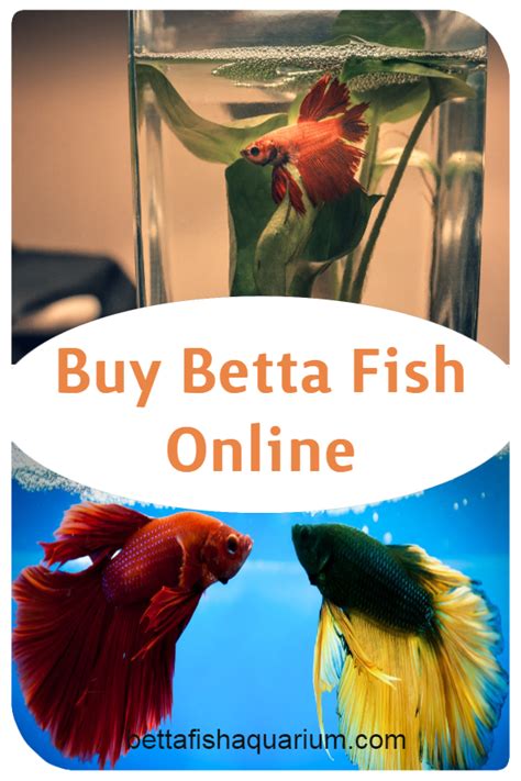 live fish|Buy Fish Online: Betta, Saltwater & Aquarium Fish .
